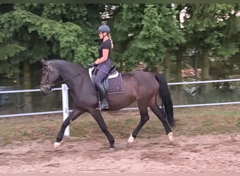 Koń śląski, Klacz, 6 lat, 168 cm, Ciemnogniada