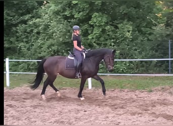 Koń śląski, Klacz, 6 lat, 168 cm, Ciemnogniada