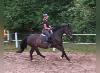 Koń śląski, Klacz, 6 lat, 168 cm, Ciemnogniada