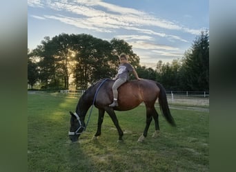 Koń śląski, Klacz, 6 lat, 168 cm, Ciemnogniada