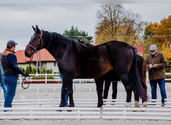 Koń śląski, Klacz, 7 lat, 166 cm, Ciemnogniada