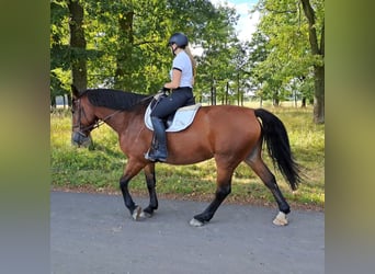 Koń śląski, Klacz, 7 lat, 168 cm, Gniada