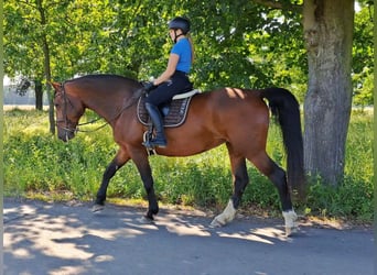 Koń śląski, Klacz, 7 lat, 172 cm, Gniada