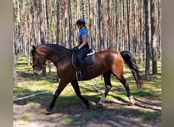 Koń śląski, Klacz, 7 lat, 172 cm, Gniada