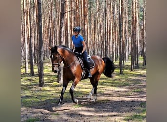 Koń śląski, Klacz, 7 lat, 172 cm, Gniada
