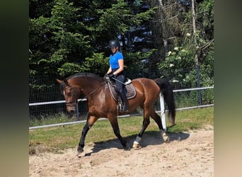 Koń śląski, Klacz, 7 lat, 172 cm, Gniada