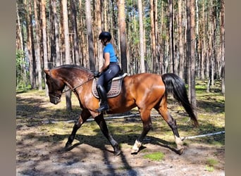 Koń śląski, Klacz, 7 lat, 172 cm, Gniada