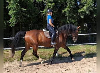Koń śląski, Klacz, 7 lat, 172 cm, Gniada