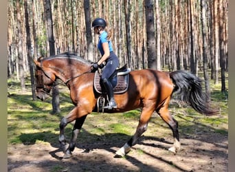 Koń śląski, Klacz, 7 lat, 172 cm, Gniada