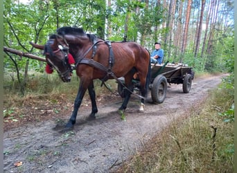 Koń śląski, Klacz, 9 lat, Gniada