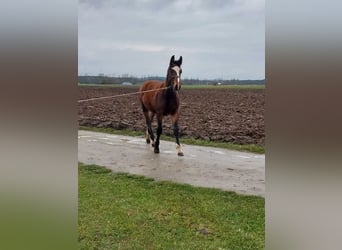 Koń śląski, Klacz, Źrebak (05/2023), Gniada