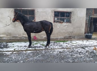 Koń śląski, Ogier, 1 Rok, 148 cm, Ciemnogniada