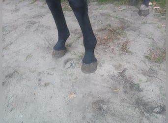 Koń śląski, Ogier, 2 lat, 160 cm, Kara
