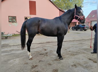 Koń śląski, Ogier, 2 lat, 168 cm, Skarogniada