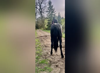 Koń śląski, Ogier, 2 lat