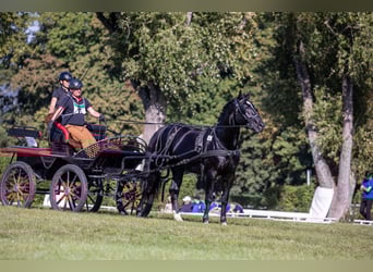 Koń śląski, Ogier, 3 lat, 164 cm, Kara