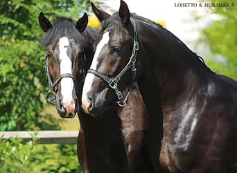 Koń śląski, Ogier, 3 lat, 166 cm, Kara