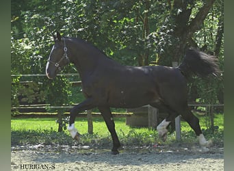 Koń śląski, Ogier, 3 lat, 166 cm, Kara