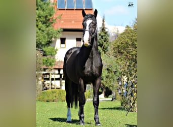 Koń śląski, Ogier, 4 lat, 164 cm, Gniada