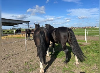 Koń śląski, Ogier, 5 lat, 175 cm, Ciemnogniada