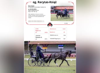 Koń śląski, Ogier, 6 lat, 167 cm, Gniada
