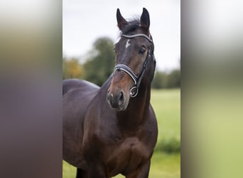 Koń śląski, Ogier, 9 lat, 170 cm, Ciemnogniada