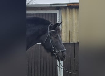 Koń śląski, Wałach, 10 lat, 165 cm, Kara