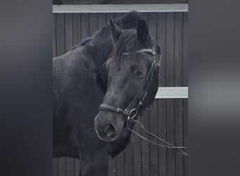 Koń śląski, Wałach, 10 lat, 165 cm, Kara