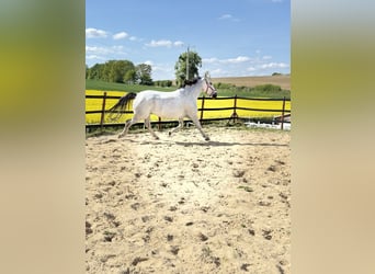 Koń śląski, Wałach, 10 lat, 180 cm, Siwa w hreczce