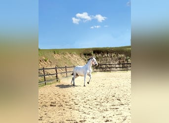 Koń śląski, Wałach, 10 lat, 180 cm, Siwa w hreczce