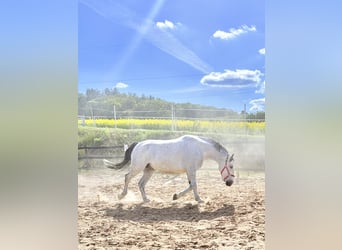 Koń śląski, Wałach, 10 lat, 180 cm, Siwa w hreczce