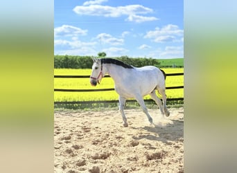 Koń śląski, Wałach, 10 lat, 180 cm, Siwa w hreczce