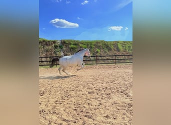 Koń śląski, Wałach, 10 lat, 180 cm, Siwa w hreczce