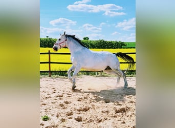 Koń śląski, Wałach, 10 lat, 180 cm, Siwa w hreczce