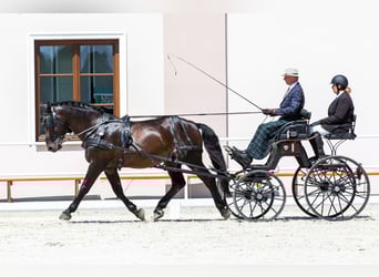 Koń śląski, Wałach, 11 lat, 170 cm, Gniada