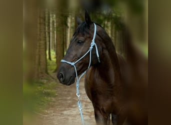 Koń śląski, Wałach, 14 lat, 165 cm, Skarogniada