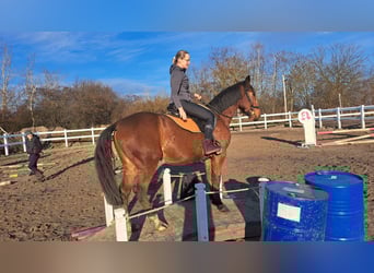 Koń śląski Mix, Wałach, 4 lat, 160 cm, Gniada