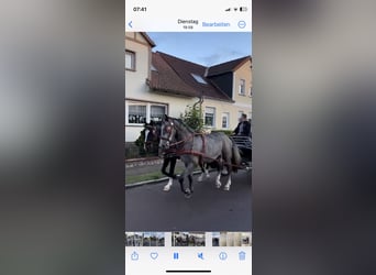 Koń śląski, Wałach, 6 lat, 166 cm, Kara