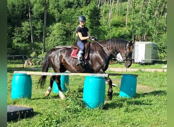 Koń śląski, Wałach, 7 lat, 167 cm, Kara