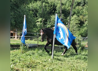 Koń śląski, Wałach, 7 lat, 167 cm, Kara