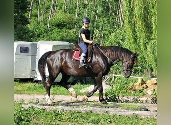 Koń śląski, Wałach, 7 lat, 167 cm, Kara