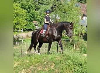 Koń śląski, Wałach, 7 lat, 167 cm, Kara
