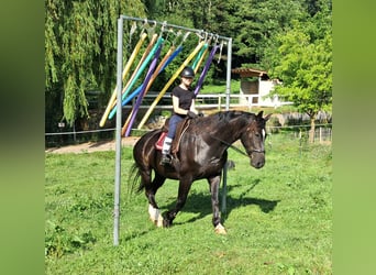 Koń śląski, Wałach, 7 lat, 167 cm, Kara