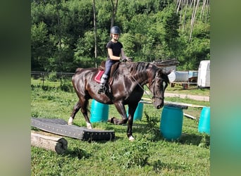 Koń śląski, Wałach, 7 lat, 167 cm, Kara