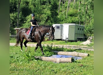 Koń śląski, Wałach, 7 lat, 167 cm, Kara