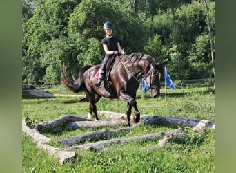 Koń śląski, Wałach, 7 lat, 167 cm, Kara