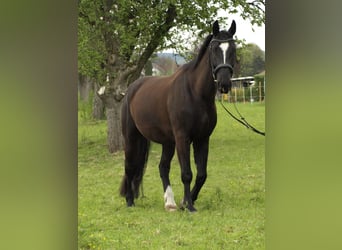 Koń śląski, Wałach, 7 lat, 175 cm, Kara