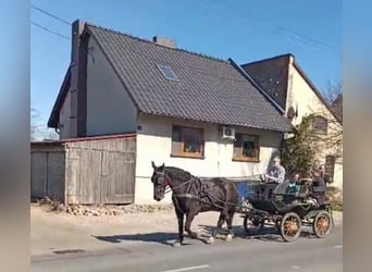 Koń śląski, Wałach, 8 lat, 165 cm, Kara