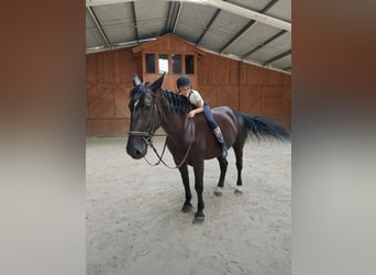 Koń śląski, Wałach, 8 lat, 165 cm, Kara