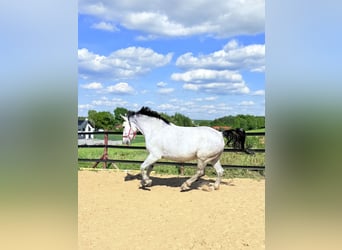 Koń śląski, Wałach, 9 lat, 180 cm, Siwa w hreczce